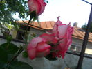 SAM_5677