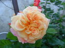 SAM_5682