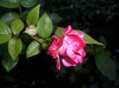 SAM_5684