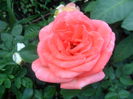 SAM_5685