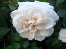 SAM_5686