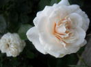 SAM_5688