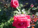 SAM_5689