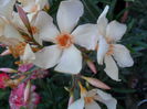 SAM_5751