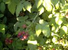 pictures 2098