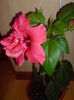 DSC00245