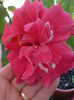 DSC00249