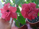 DSC00250