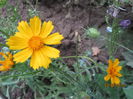 Coreopsis grandiflora -heliot