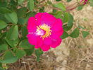 Violacea