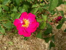 Violacea