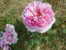 Mme. Ernest Calvet