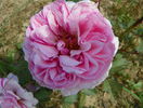 Mme. Ernest Calvet