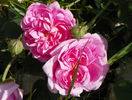 Ispahan
