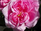 Ispahan