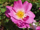 Marguerite Hilling