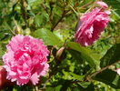 Pink Grootendorst
