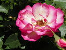 Bordure Rose