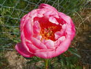 Coral charm