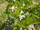 weigela candida