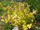 physocarpus Dart's gold