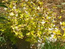physocarpus Dart's gold