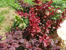 berberis Golden Ring
