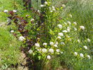physocarpus 2 in 1