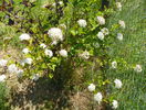physocarpus 2 in 1
