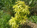 soc Sutherland Gold
