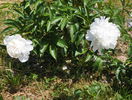 Festiva Maxima