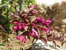 weigela nana purpurea