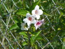 weigela florida
