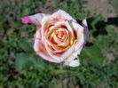 DSC08266