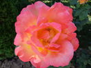 DSC08255