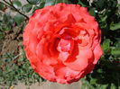 DSC08261