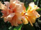 clasic apricot