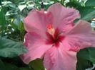 boreas pink
