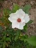 jacqueline du pre