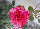 pink intuition