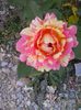 rose de cisterciens