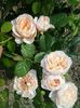 crown princess margaret