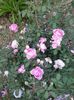 alan titchmarsh