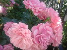 Rosarium Uetersen