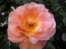 Westerland