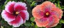Hibiscus Tahitian Cherry Blossom & Iolanda Gommer