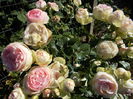 DSCN5001