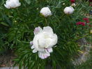 Boule de Neige
