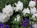 Festiva Maxima