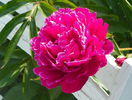 Longfellow